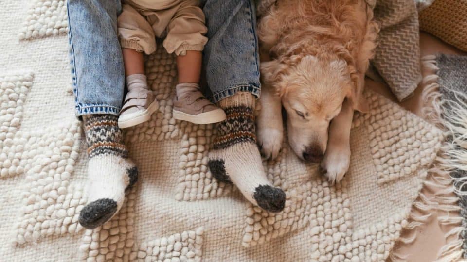 Nurturing Harmony: Introducing Your Furry Friend to the New Family Addition