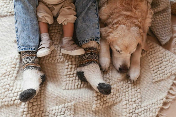 Nurturing Harmony: Introducing Your Furry Friend to the New Family Addition